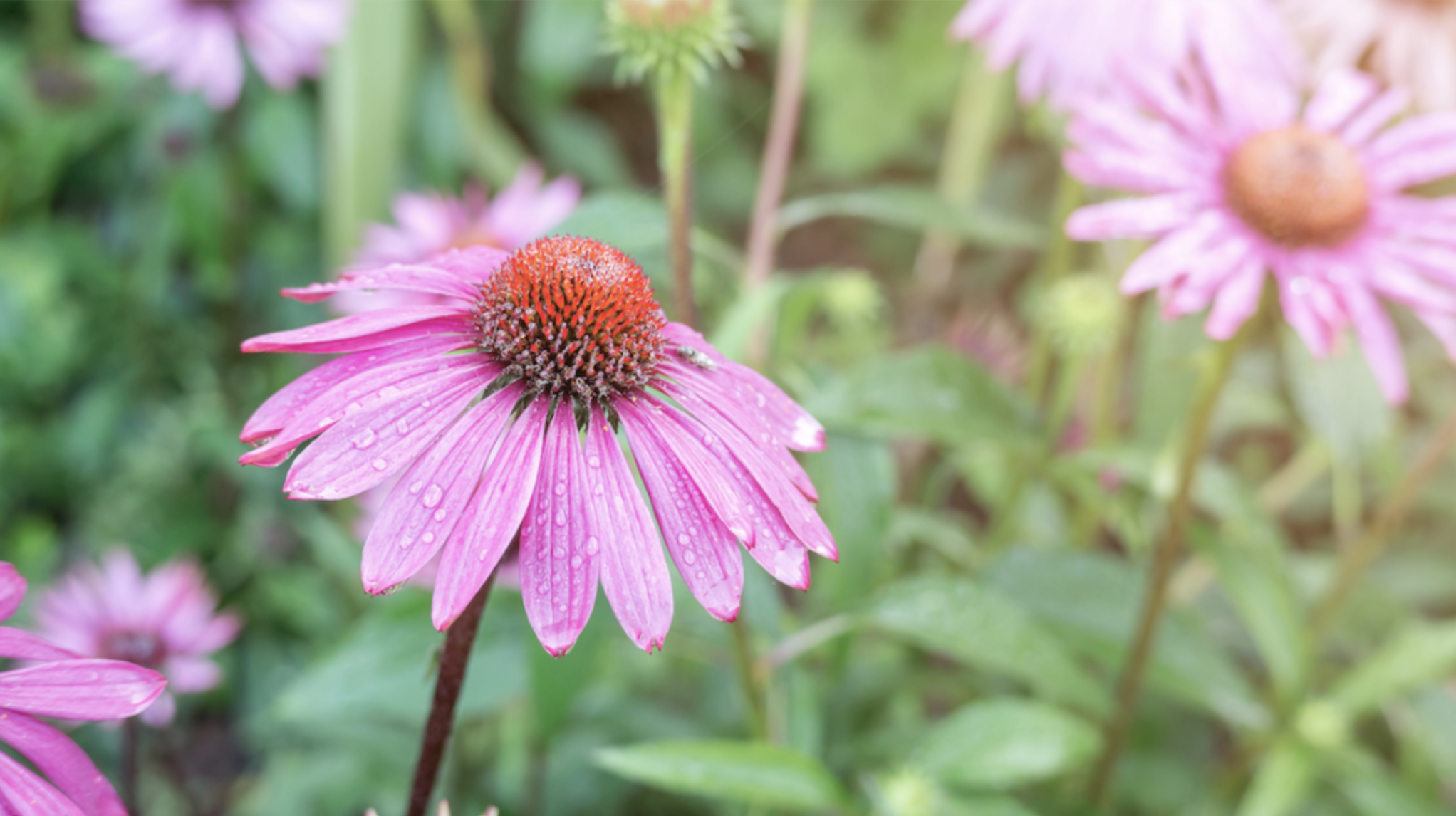 Echinacea