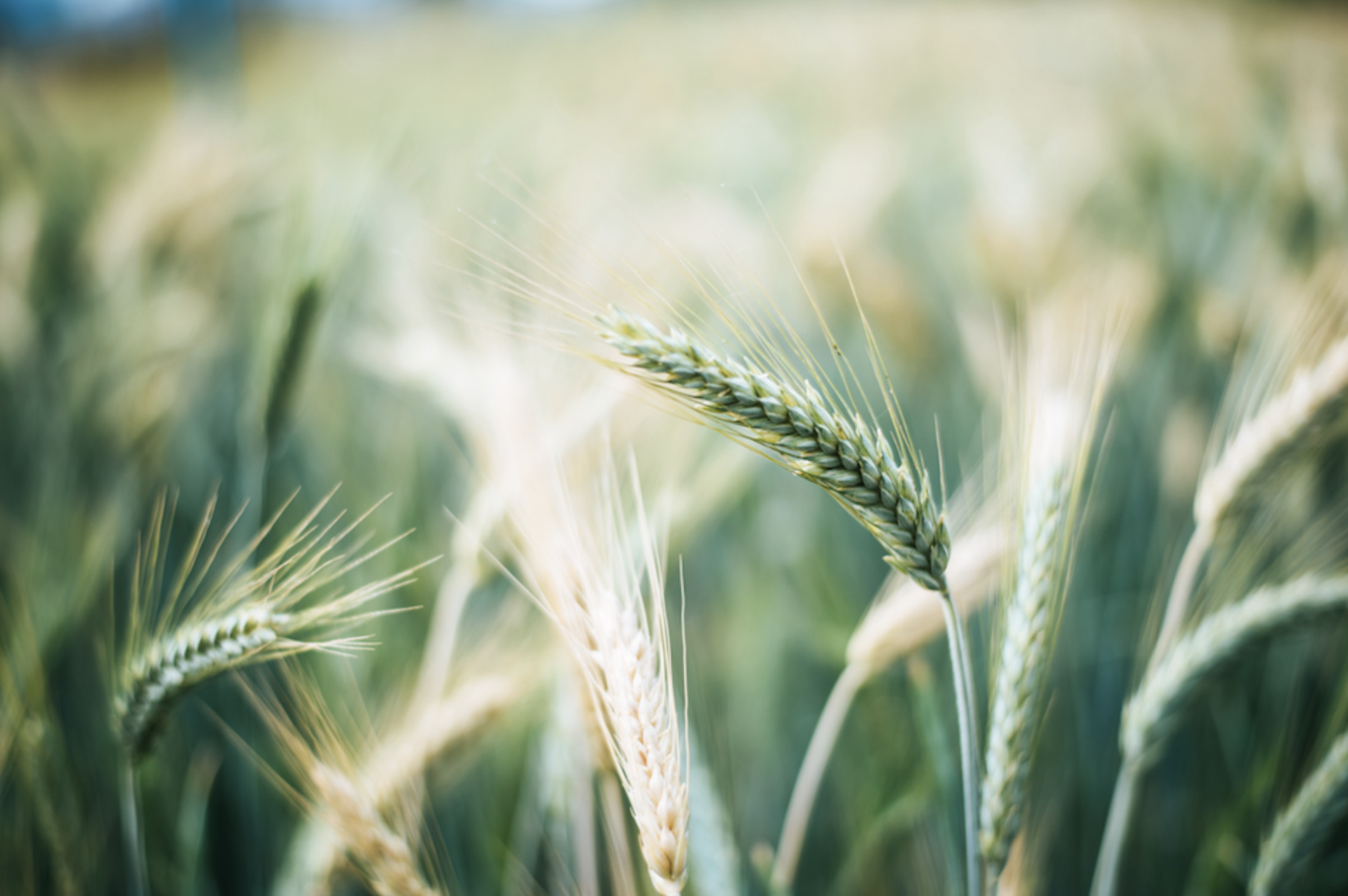 Barley and Wheat Grass