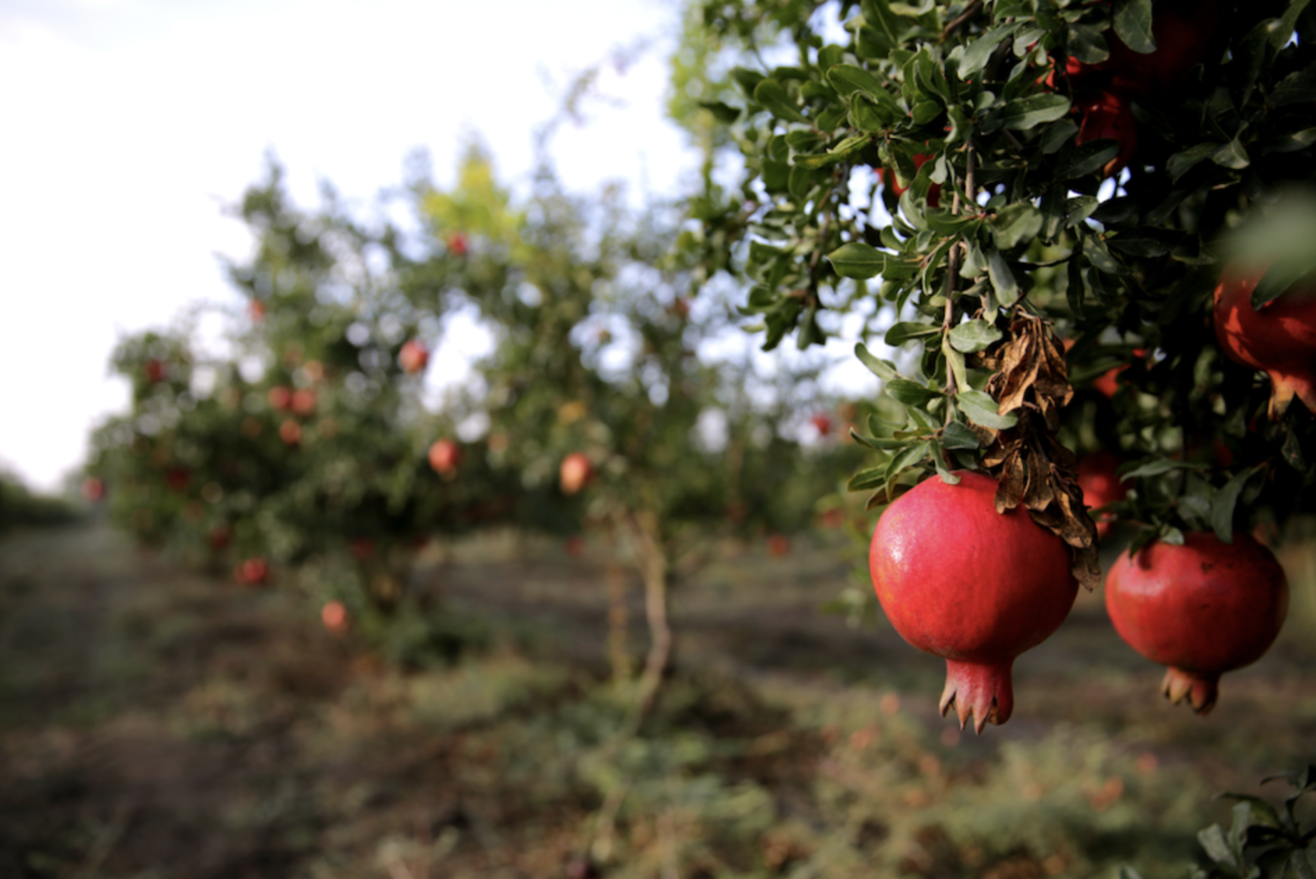 Pomegranate