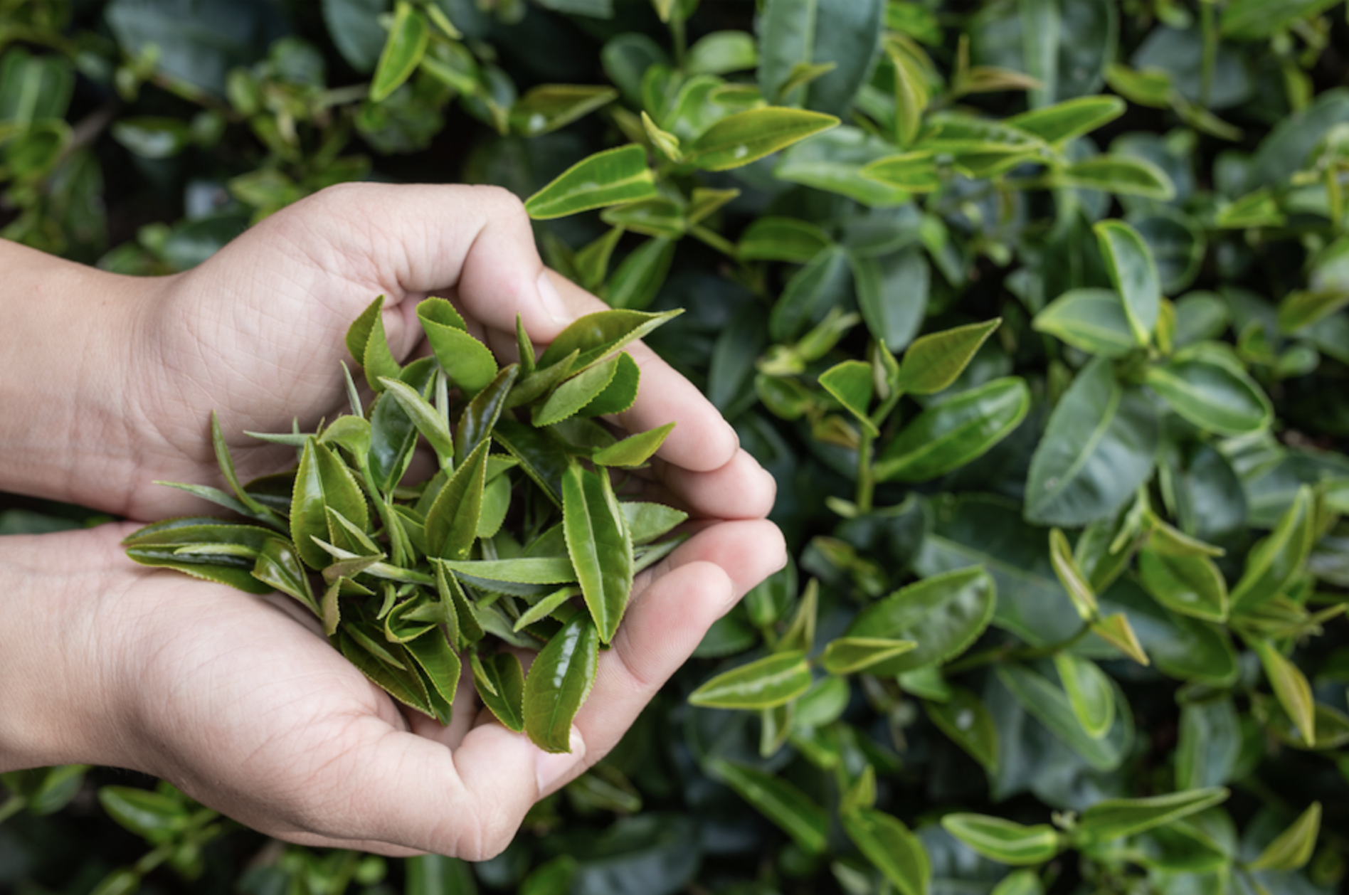 Green tea